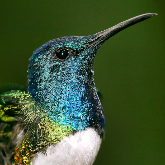 Avistamiento de Aves